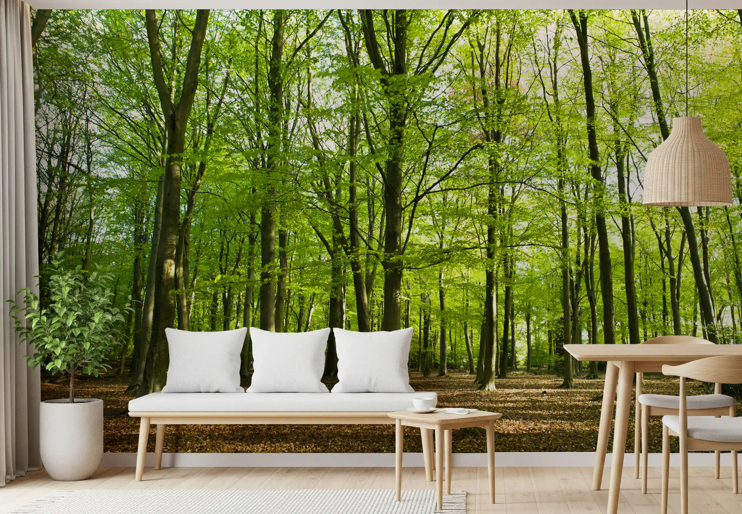 Sunlit Spring Beech Grove Wall Mural