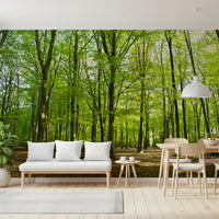 Sunlit Spring Beech Grove Wall Mural