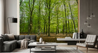 Sunlit Spring Beech Grove Wall Mural