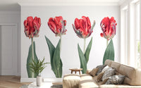 Crimson Parrot Tulip Study Wall Mural