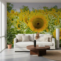 Papier peint panoramique champ de tournesols dorés dans une prairie