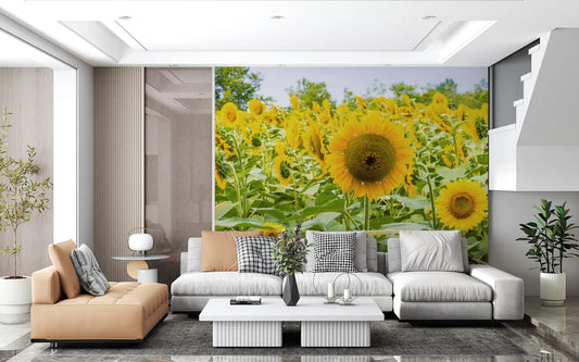 Papier peint panoramique champ de tournesols dorés dans une prairie