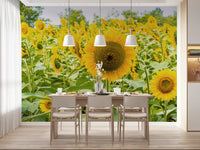 Papier peint panoramique champ de tournesols dorés dans une prairie
