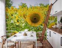 Papier peint panoramique champ de tournesols dorés dans une prairie