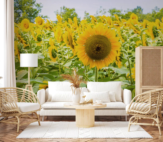 Papier peint panoramique champ de tournesols dorés dans une prairie