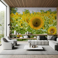Papier peint panoramique champ de tournesols dorés dans une prairie