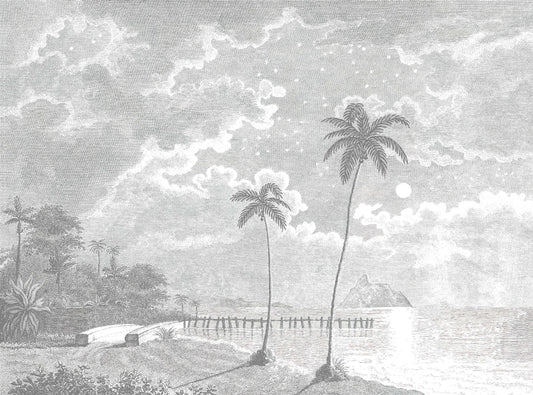 Vintage Moonlit Tropical Beach Etching Wallpaper