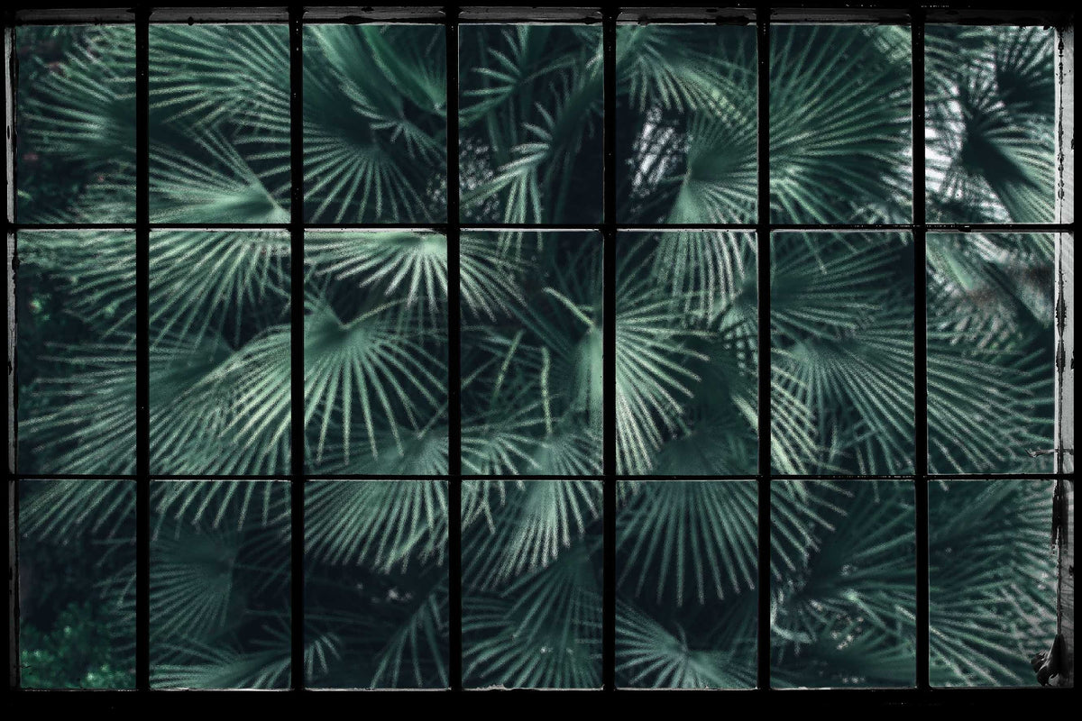 Lush Jungle Window Wallpaper in your room
