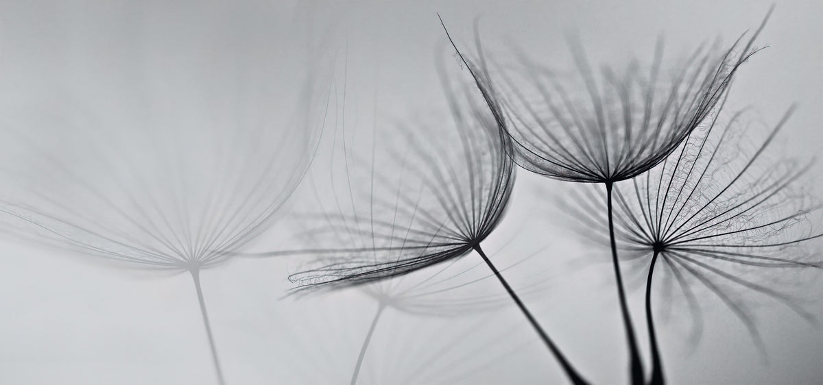 Black and White Dandelion Mural in your room — zoomed