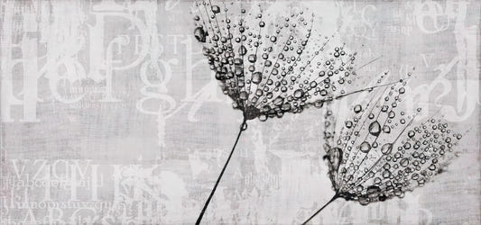 Monocromo Dandelion Water Droplet Art Mural