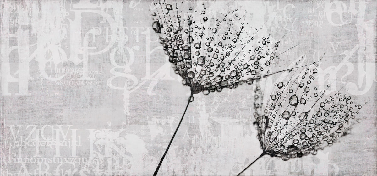Monochrome Dandelion Dropletes d'eau Murale in your room