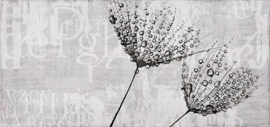 Monochromes Löwenzahnwassertropfenkunst Wandbild