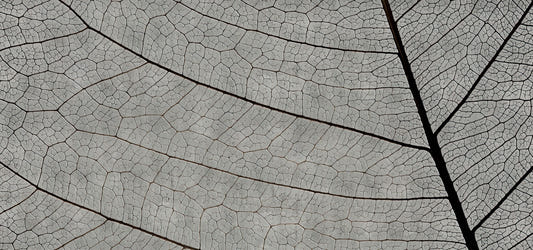 Carta da parati della vena foglia monocromatica
