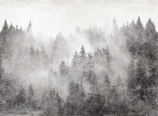 Fotomurale monocromatico con foresta di pini nebbiosa