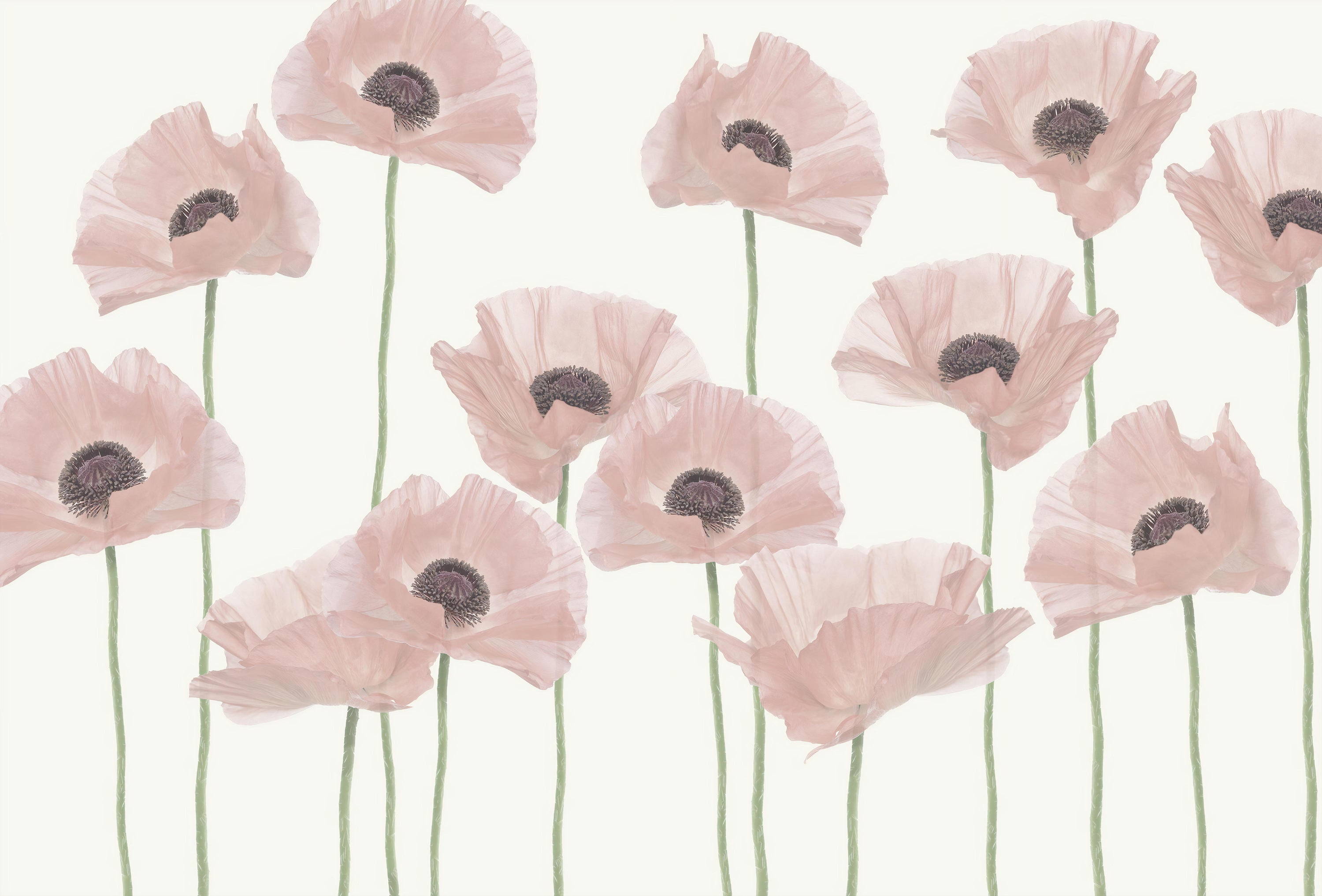 Wandbild mit pastellrosa Mohnblumen in your room — zoomed