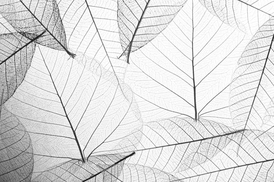 Black & White Large Veins Leaves Wallpaper Mural