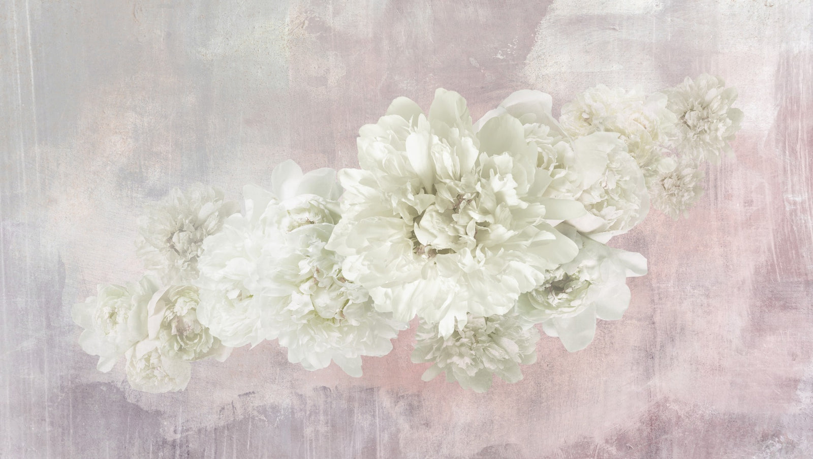 Weiße Pfingstrosen auf Pink Wallpaper Wandbild