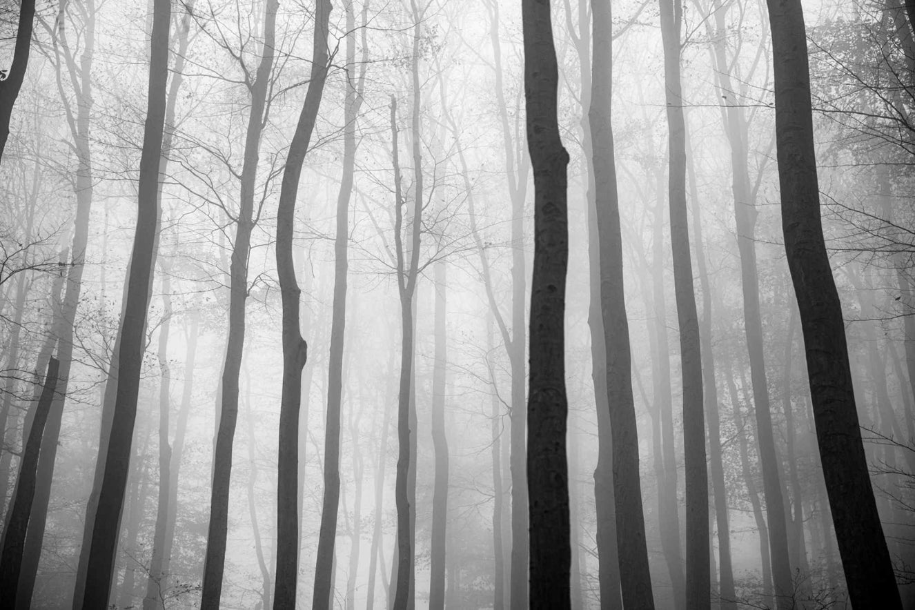 Sumuinen päivä Halloween Jungle View -taustakuva Seinämaalaus