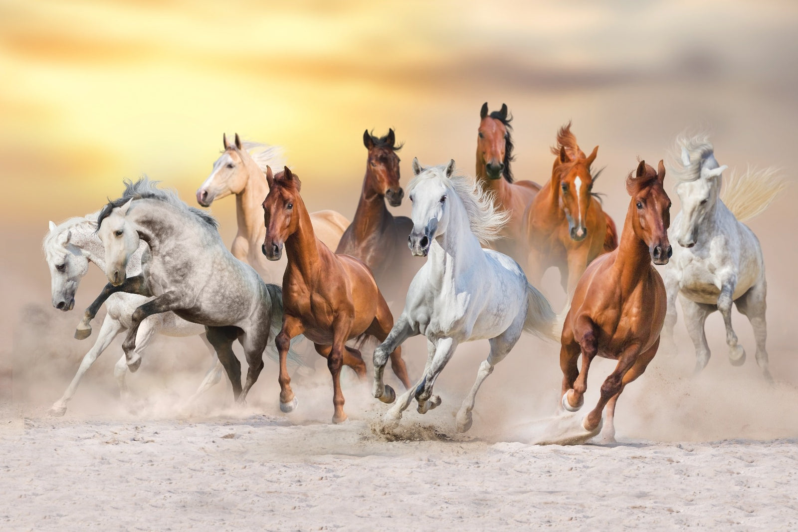 Fiery Running Horses Wallpaper Mural