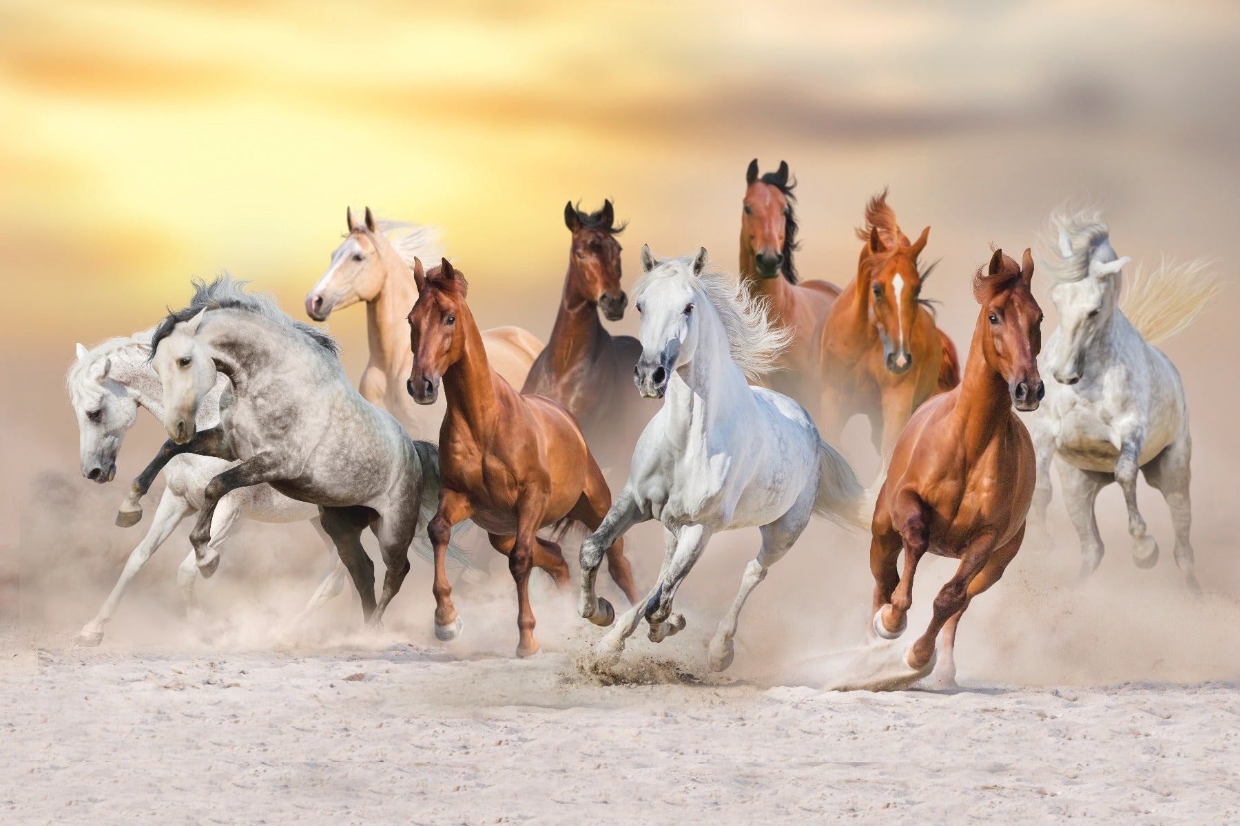 Fiery Running Horses Wallpaper Mural in your room — zoomed