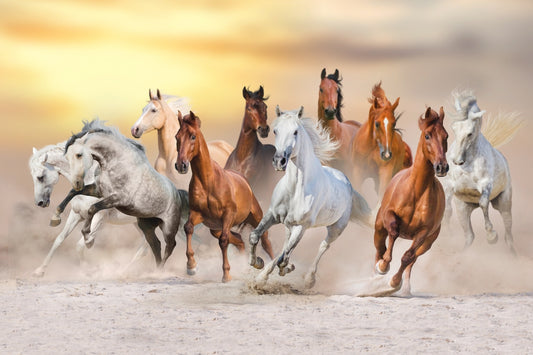 Fiery Running Horses Wallpaper Mural