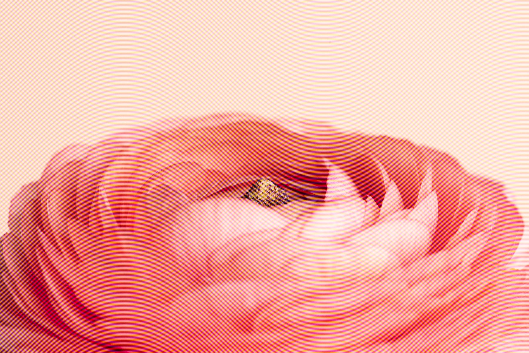 Kunstnerisk rød rose blomster tapet vægmaleri