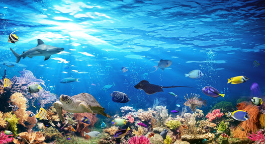 Tiefblaues Meerwasser mit Korallenriff Tapete Wandbild