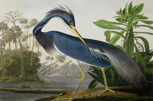 Blue Heron Wallpaper Murals