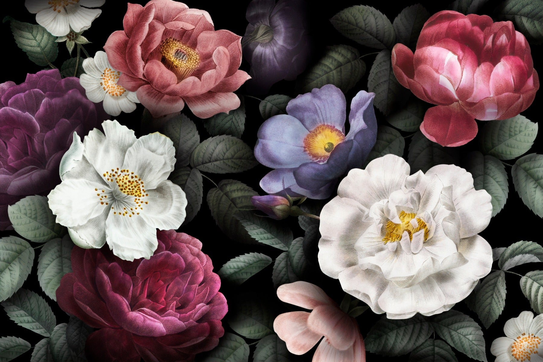 Blume dunkler Hintergrund Tapeten Wandbilder