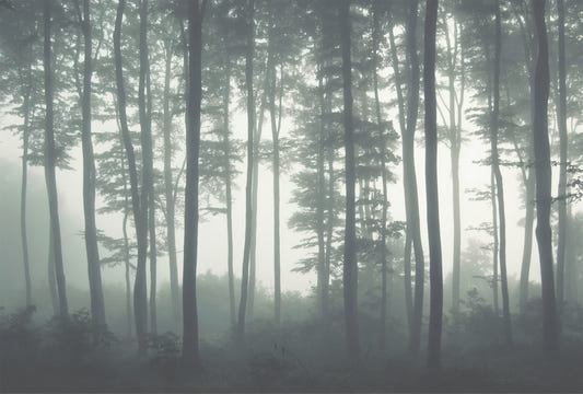 Tall Natural Forest Tree Aesthetic Wallpaper for Halloween Decor