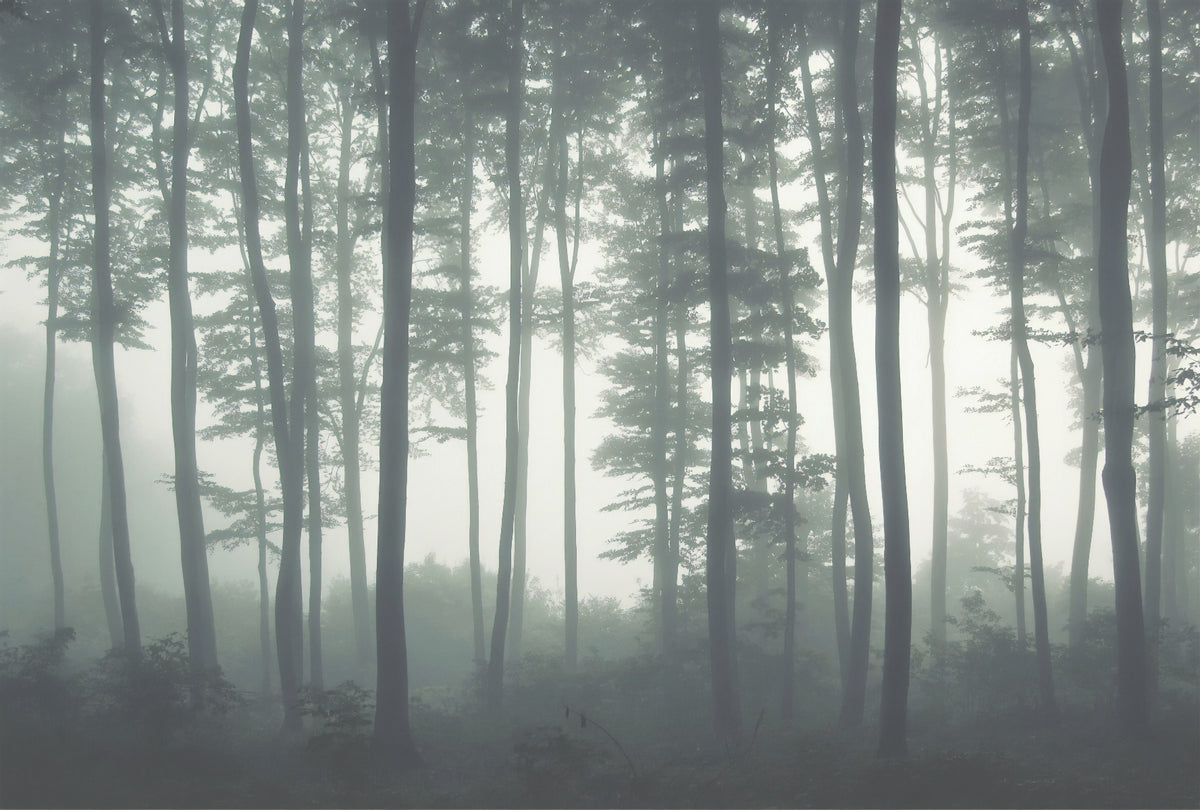 Talon Natural Forest Tree Wallpaper esthétique pour le décor d'Halloween in your room — zoomed