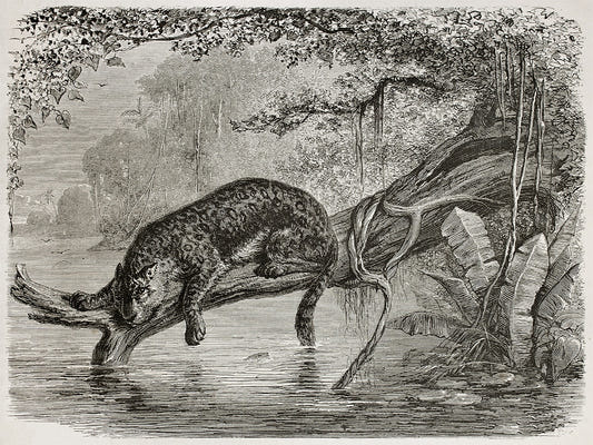 Schwarzer Leopardenmuster Tapete