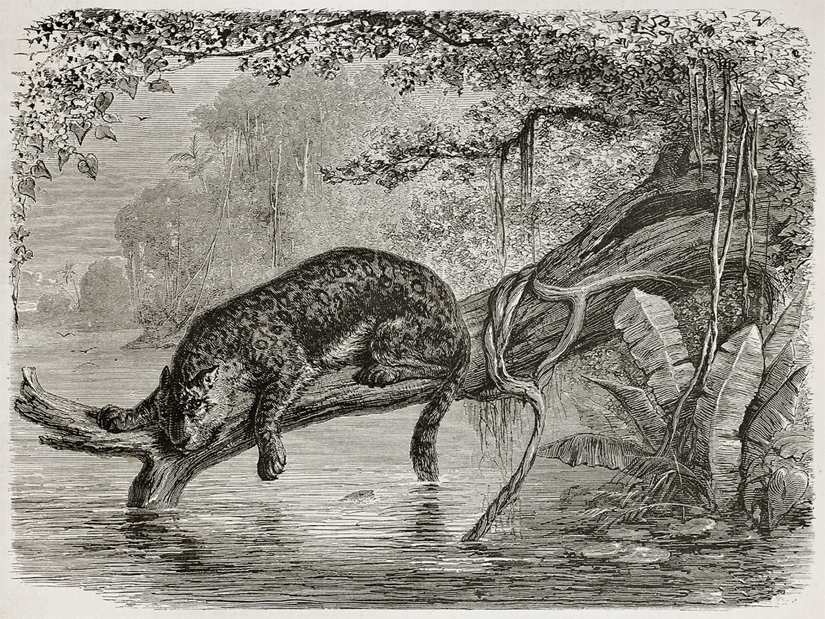 Schwarzer Leopardenmuster Tapete in your room
