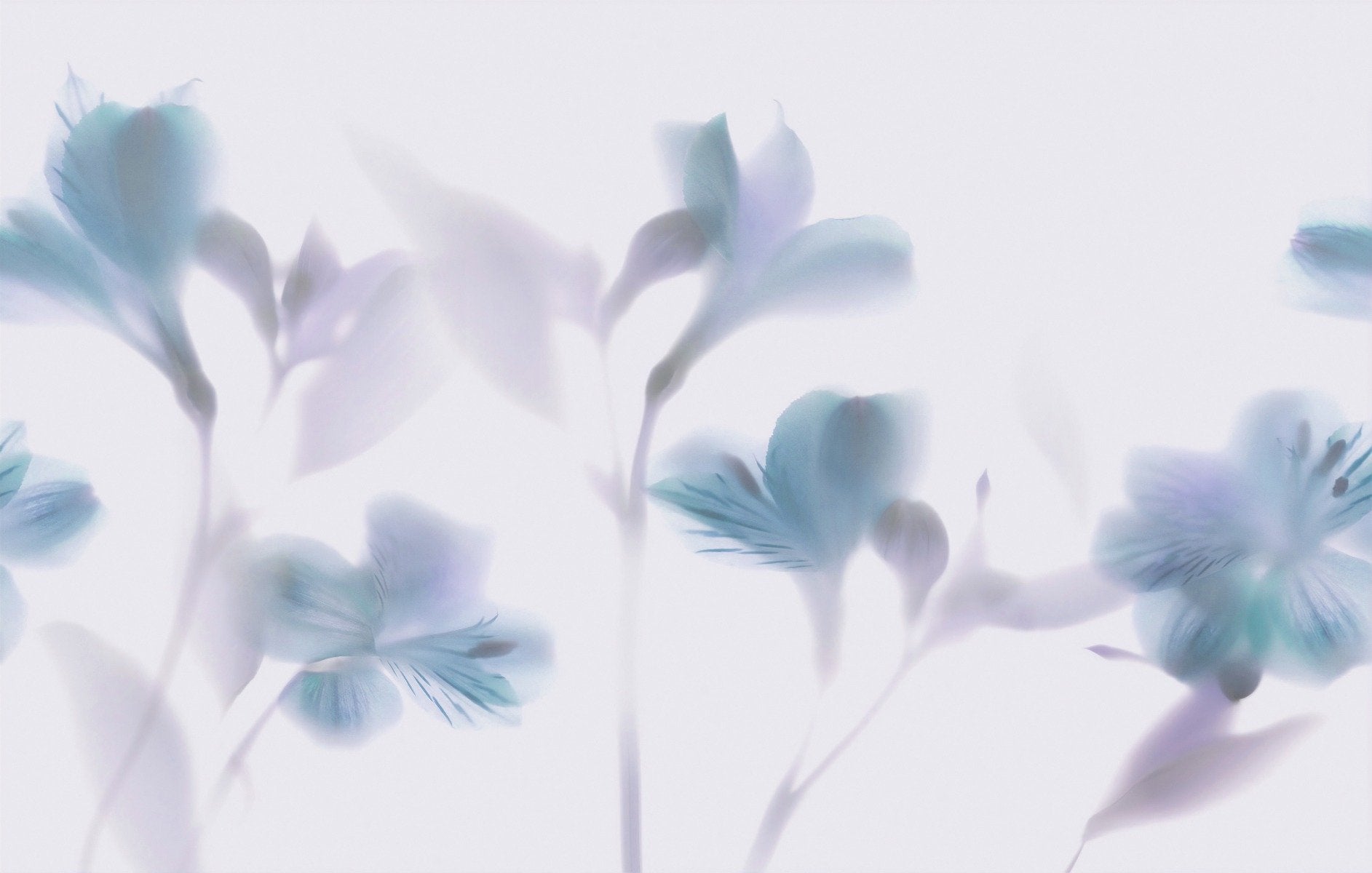 Orchidee blu sfondi nebbiosi murales