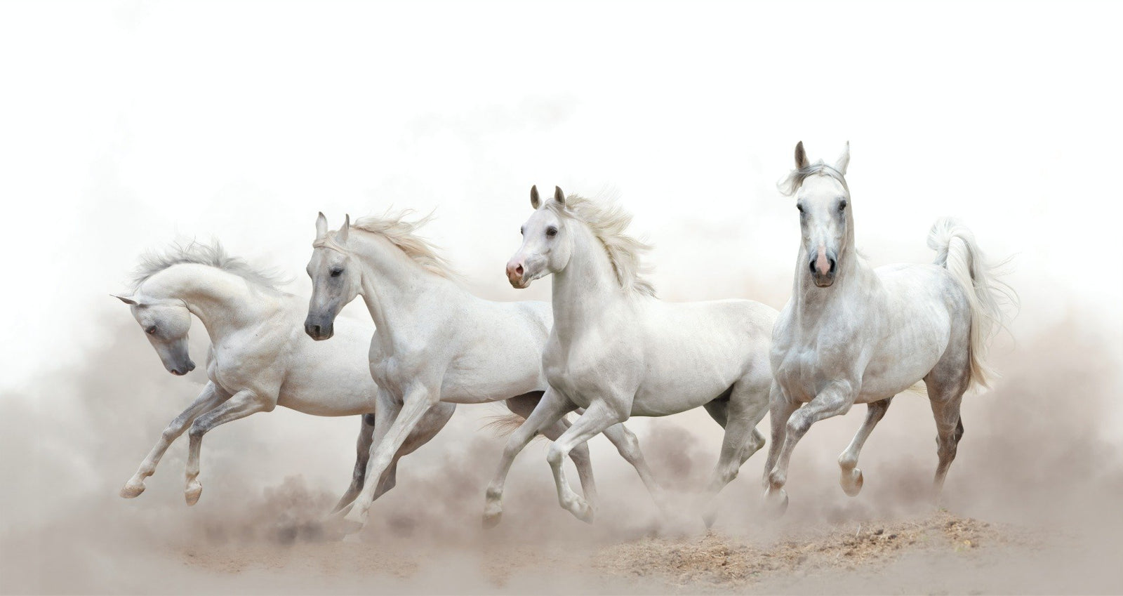 Fond d'écran de chevaux Running