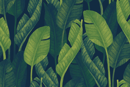 Deep Green Banana leaf wallpaper mural