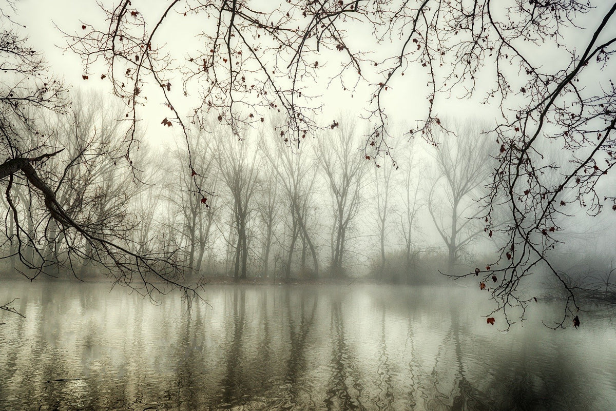 Foggy Spooky Woodland Forest With River Wallpaper Murals in your room — zoomed