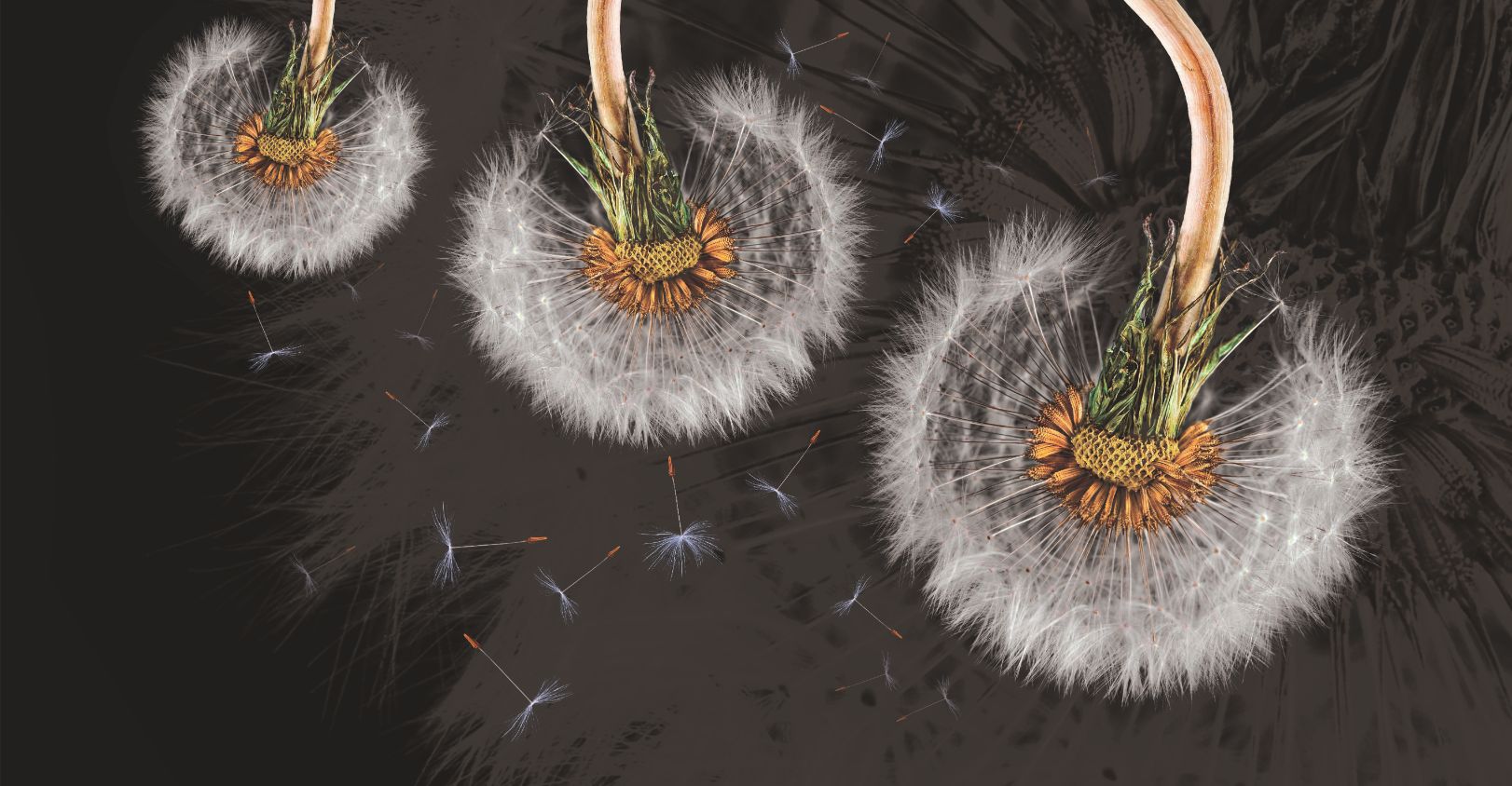 Hanging Dandelion Flower Wallpaper Mural