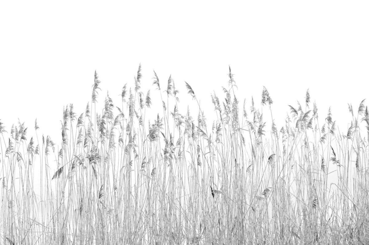 Gray Canebrake Wallpaper Mural in your room — zoomed