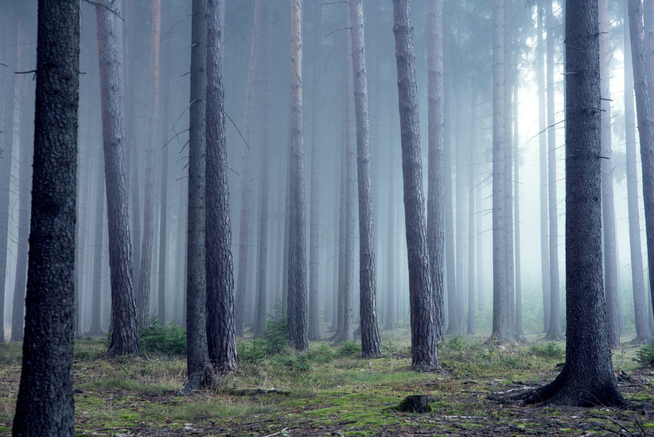 Nebel Forest Wallpaper Wandbilder
