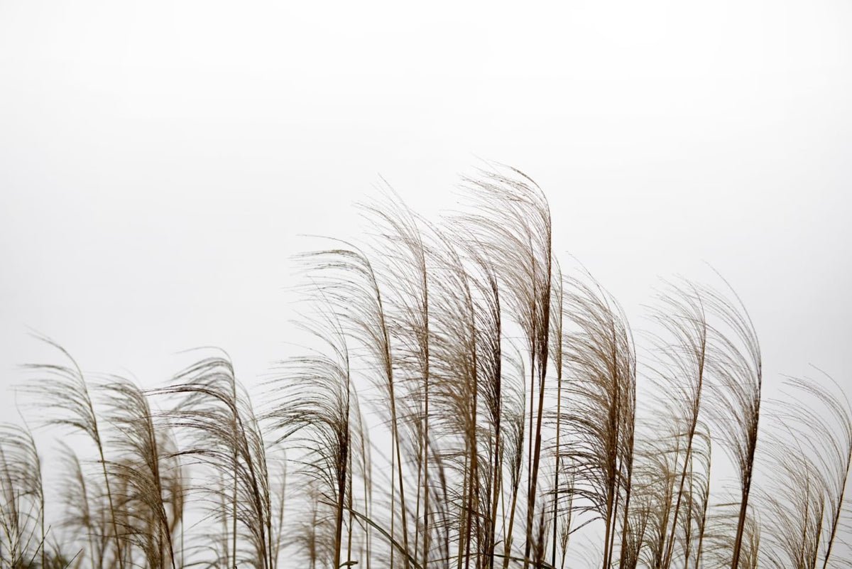 Reeds in the wind Wallpaper Murals for walls