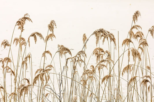 Reeds in Winter Wallpaper Murals