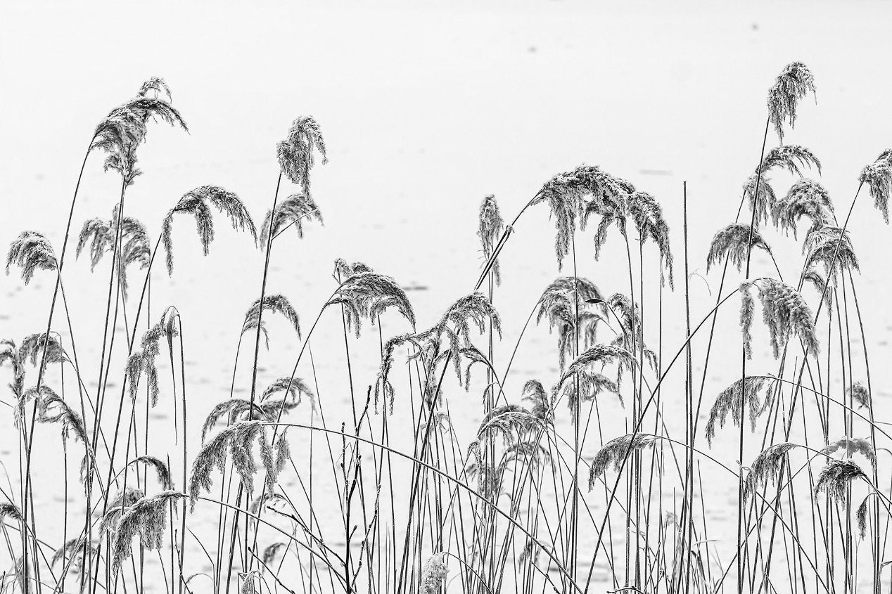 Papides peints de papier peint de roseaux d'hiver
