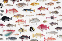 Acquarium Wallpaper⁠