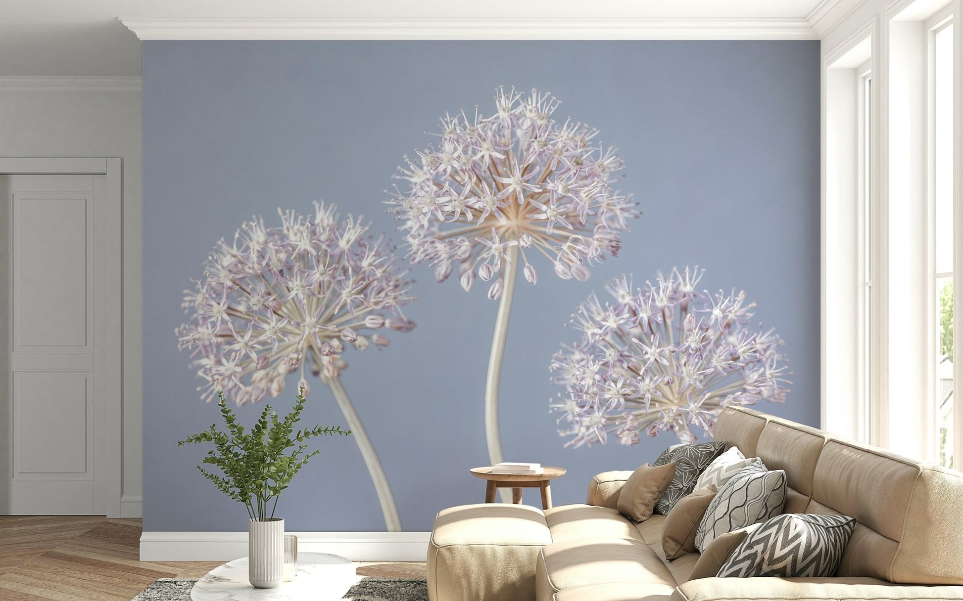 Three allium blooms wall mural in focus