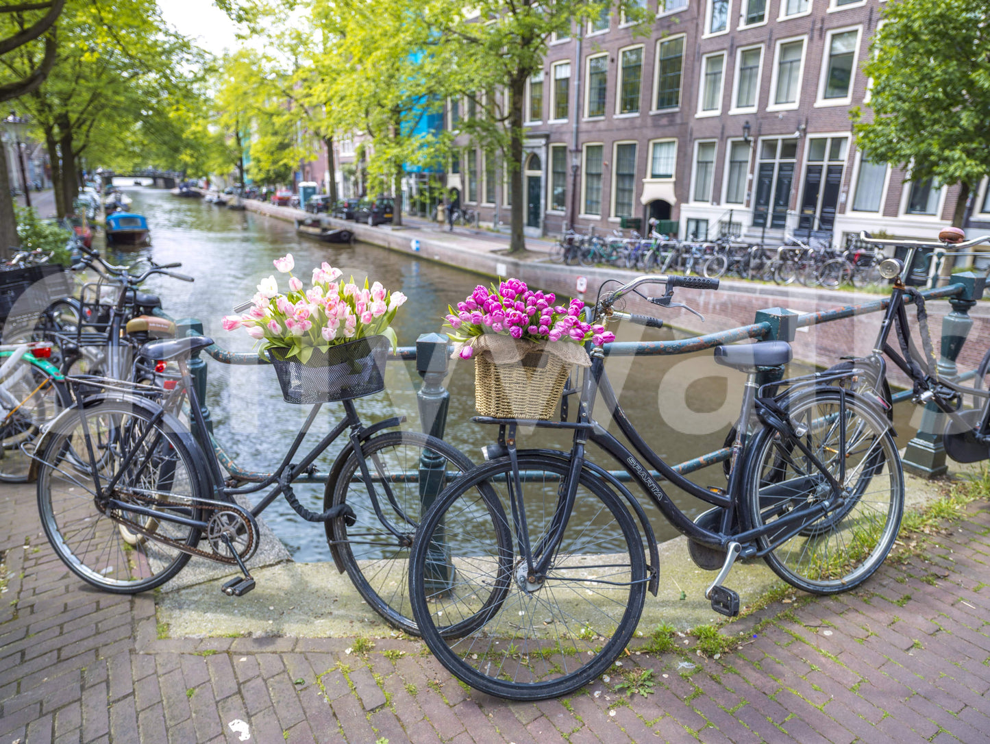 Vibrant Amsterdam Blooms on Wheels wallpaper picturesque Holland setting.