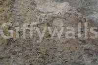 Ancient Fossil Texture Wall Mural -2566608