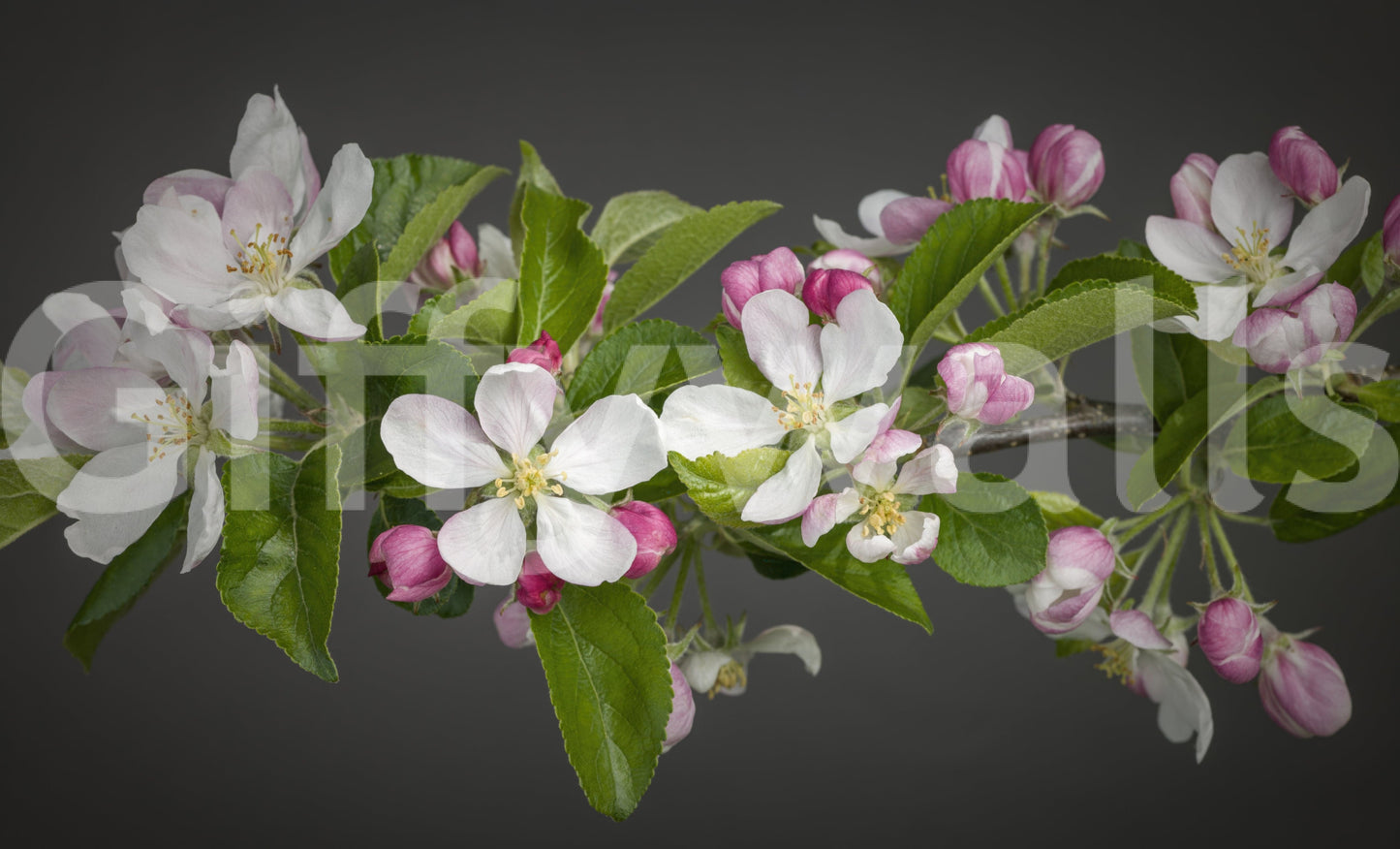 Lifelike Apple Blossom Charm print, blossoming branch background.