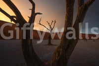 Nature's sculpture Arid Woodland Ghost scene, beautiful dead wood display.