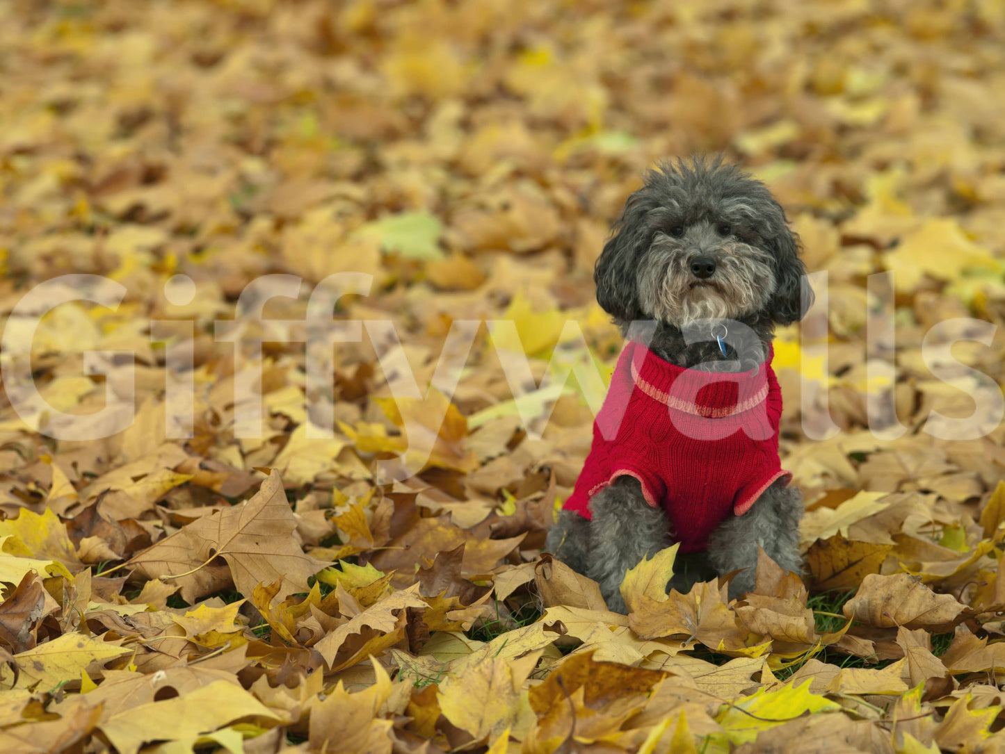 Autumn Pup sitting patiently wallpaper seasonal outdoor scene.